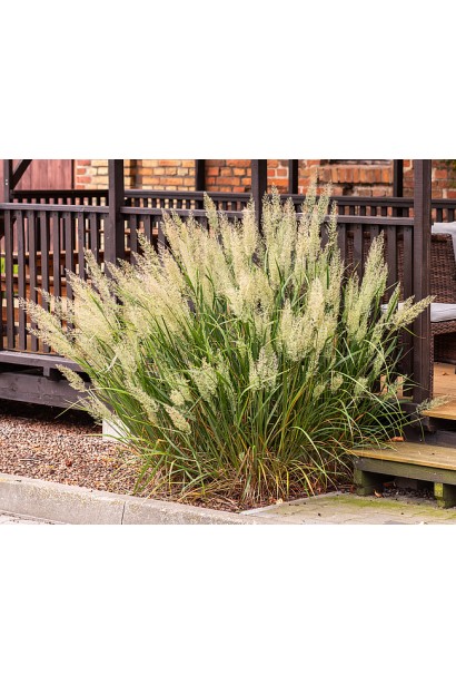 Війник коротковолосистий фото